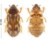Heterocerus fenestratus